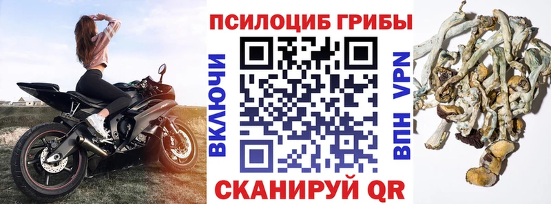 Купить где  Вяземский  Псилоцибиновые грибы мухоморы 